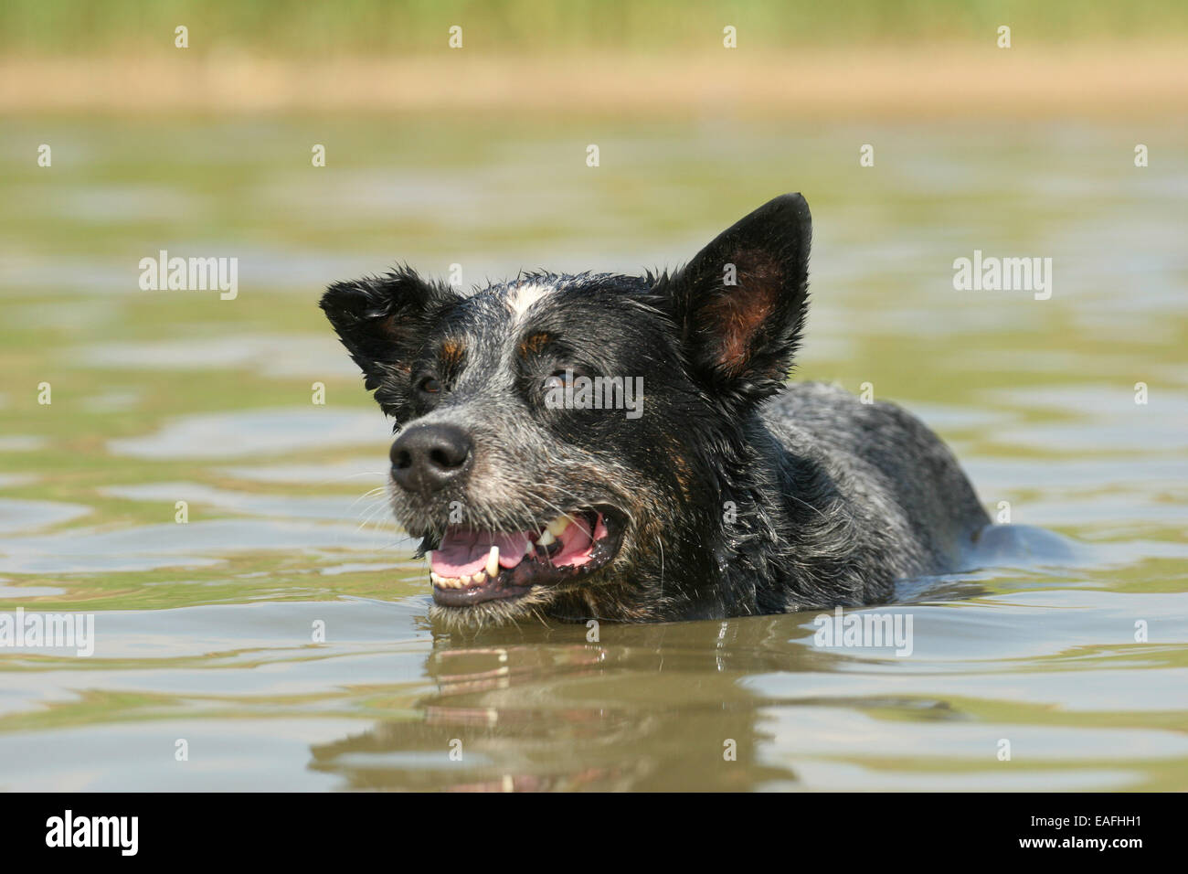 Australian Cattle Dog swimming through water Stock Photo