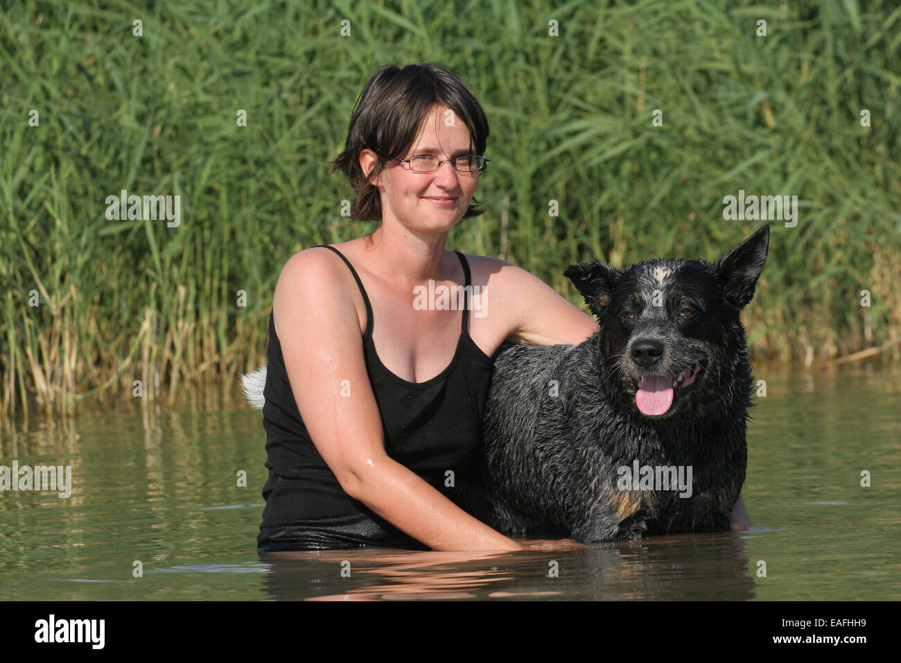 Australian Cattle Dog bathing at water with woman Stock Photo