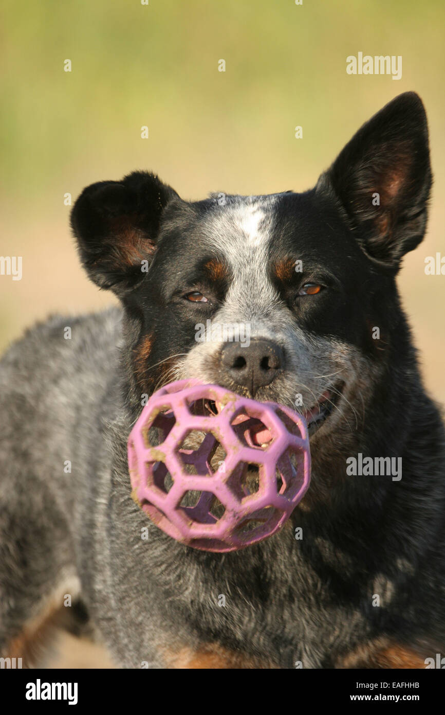 playing Australian Cattle Dog with ball in water Stock Photo Alamy