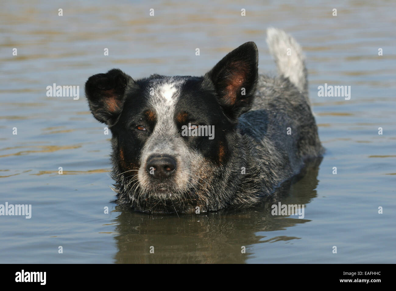 Australian Cattle Dog bathing at water Stock Photo