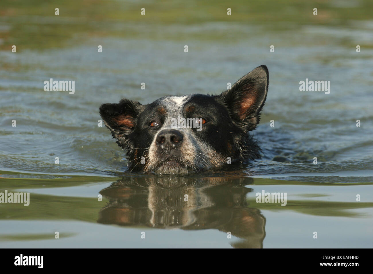 Australian Cattle Dog swimming through water Stock Photo