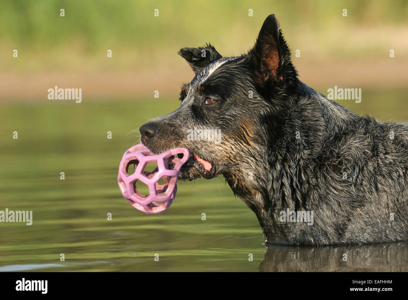playing Australian Cattle Dog with ball in water Stock Photo Alamy