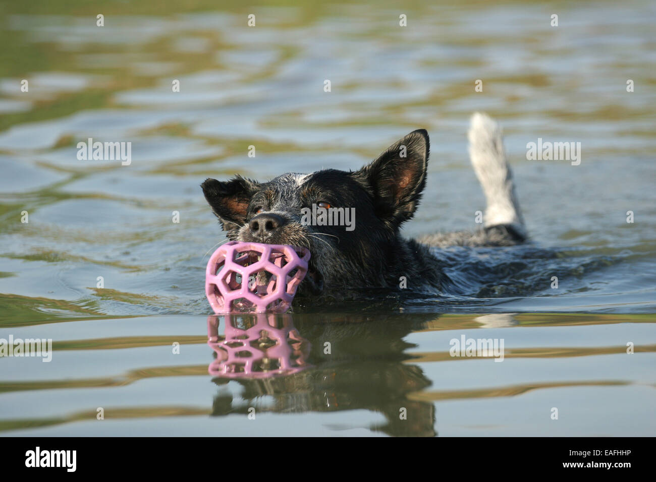 playing Australian Cattle Dog with ball in water Stock Photo Alamy