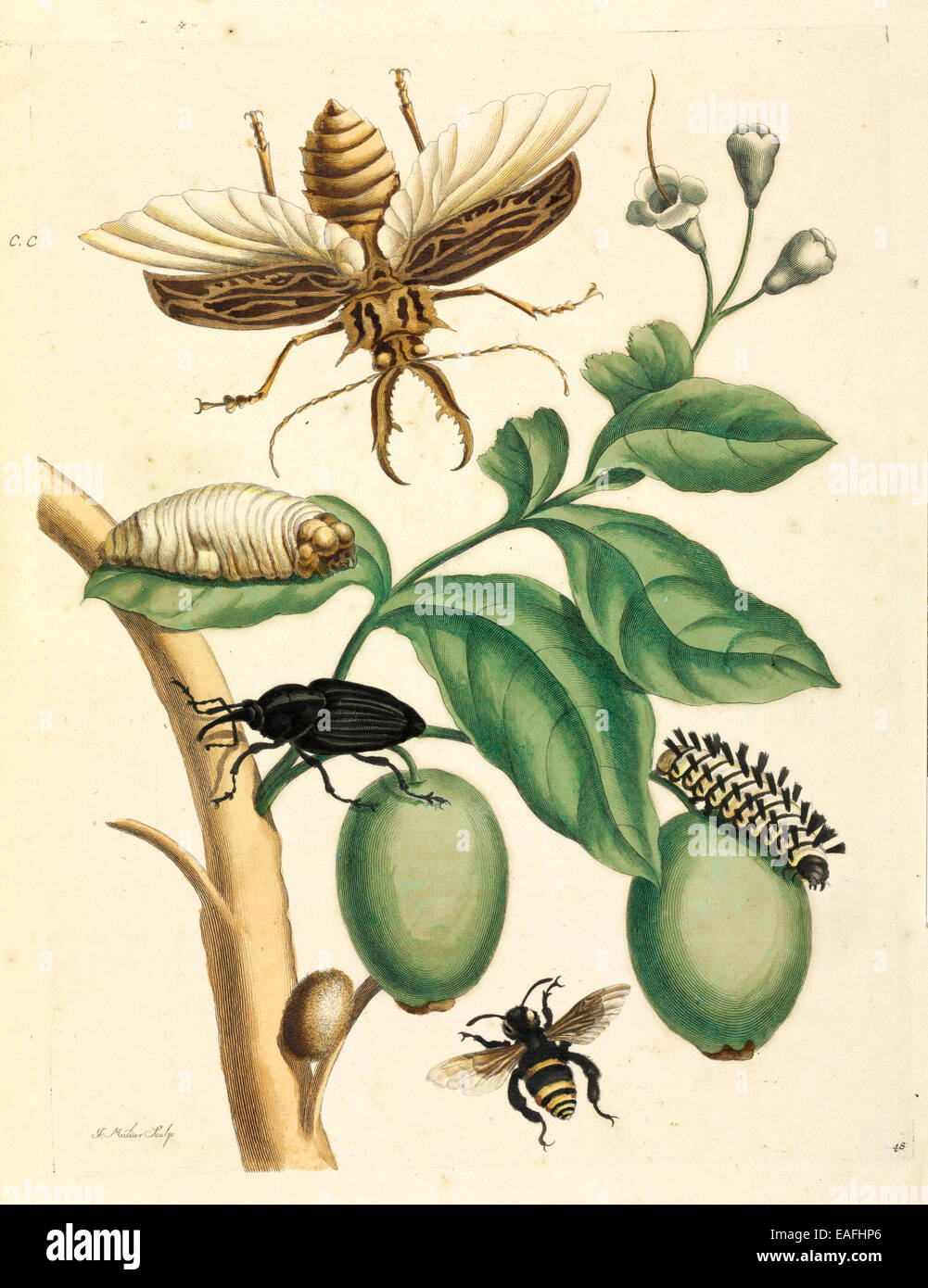 Metamorphosis insectorum Surinamensium Stock Photo