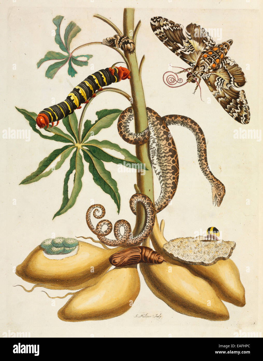 Manihot esculenta, Cassava plant with Pseudosphinx tetrio, Sphinx moth adult and caterpillar and tree boa Stock Photo