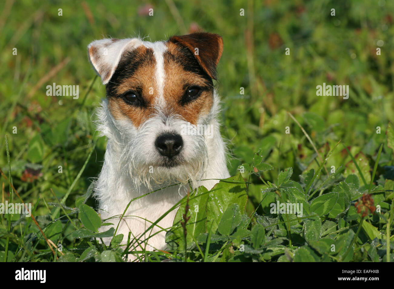 Foster Parson Parson Russell Terrier Portrait Stock Photo - Alamy
