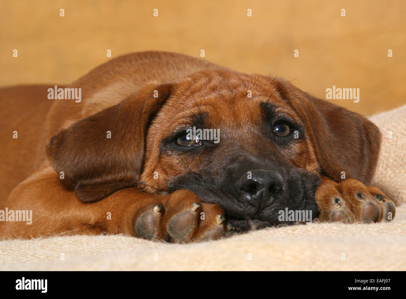 How Much Should I Feed My Rhodesian Ridgeback Puppy