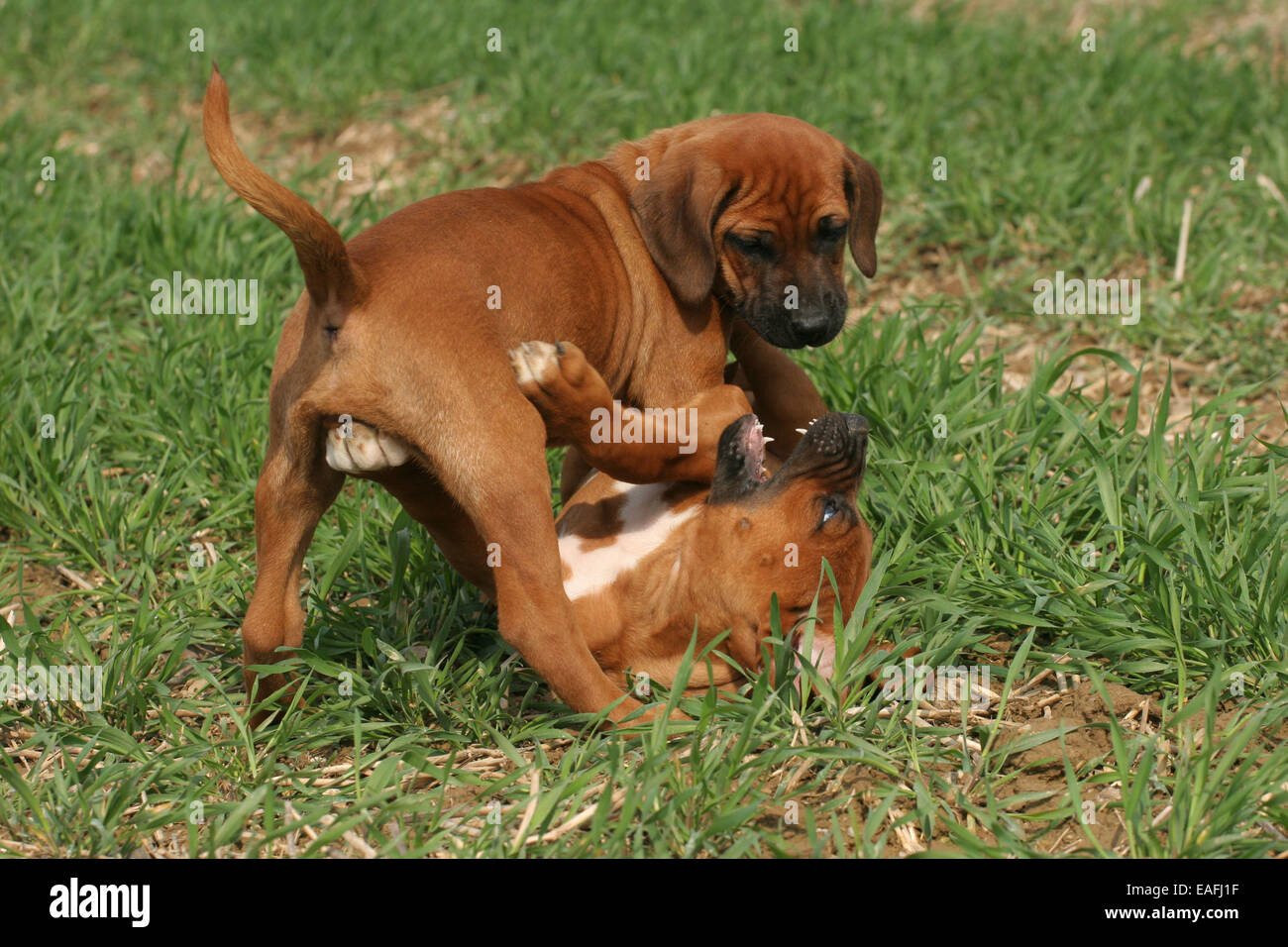 playing Rhodesian Ridgeback Puppies Stock Photo