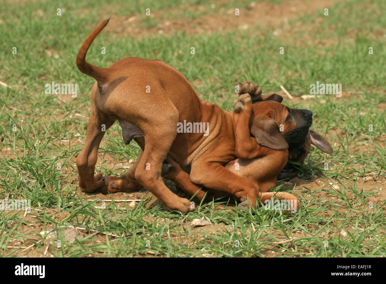playing Rhodesian Ridgeback Puppies Stock Photo