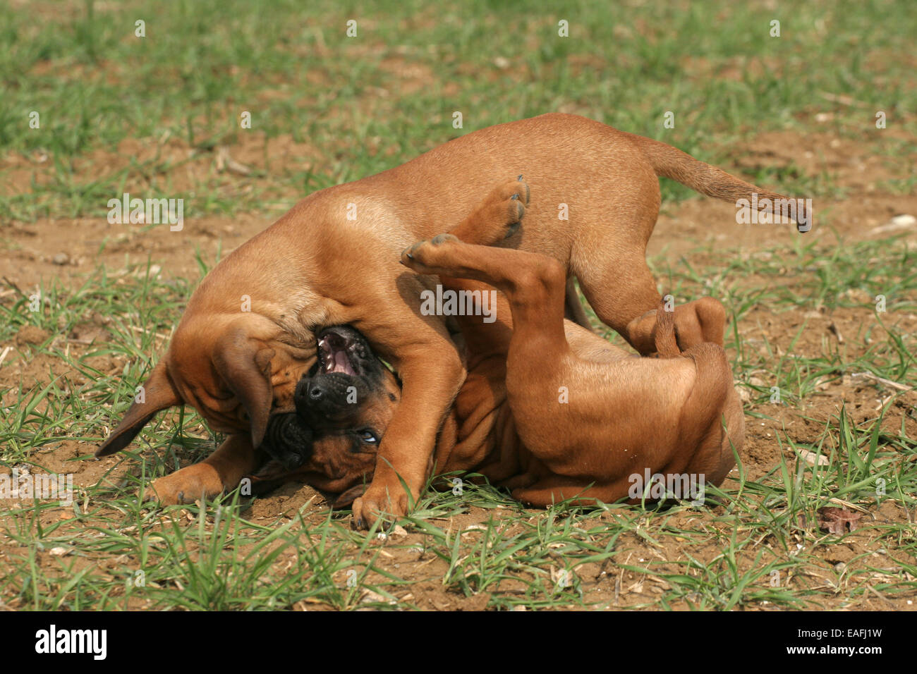 playing Rhodesian Ridgeback Puppies Stock Photo
