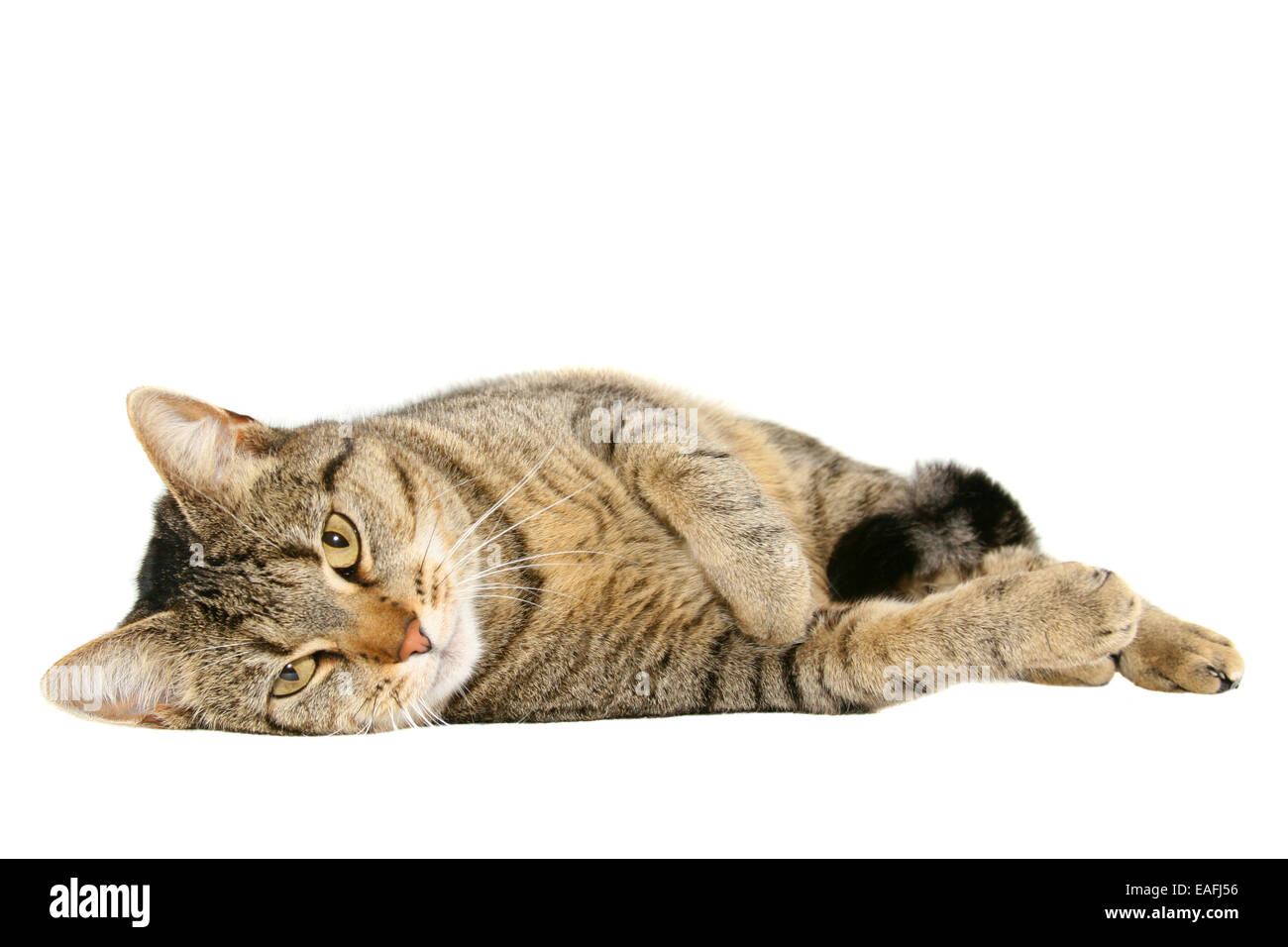 lying domestic cat looking at camera - cutout Stock Photo - Alamy