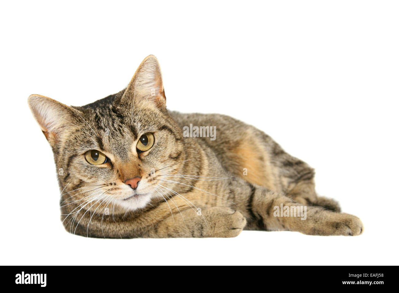 lying domestic cat looking at camera - cutout Stock Photo - Alamy