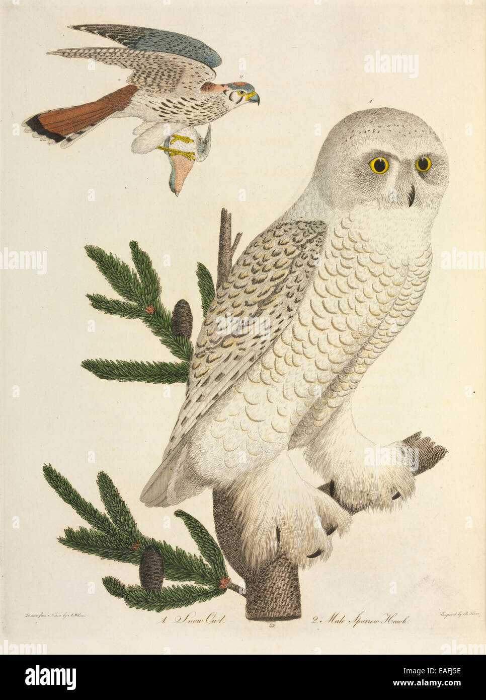Nyctea scandiaca, Snowy owl and Falco sparverius, Sparrow hawk Stock Photo