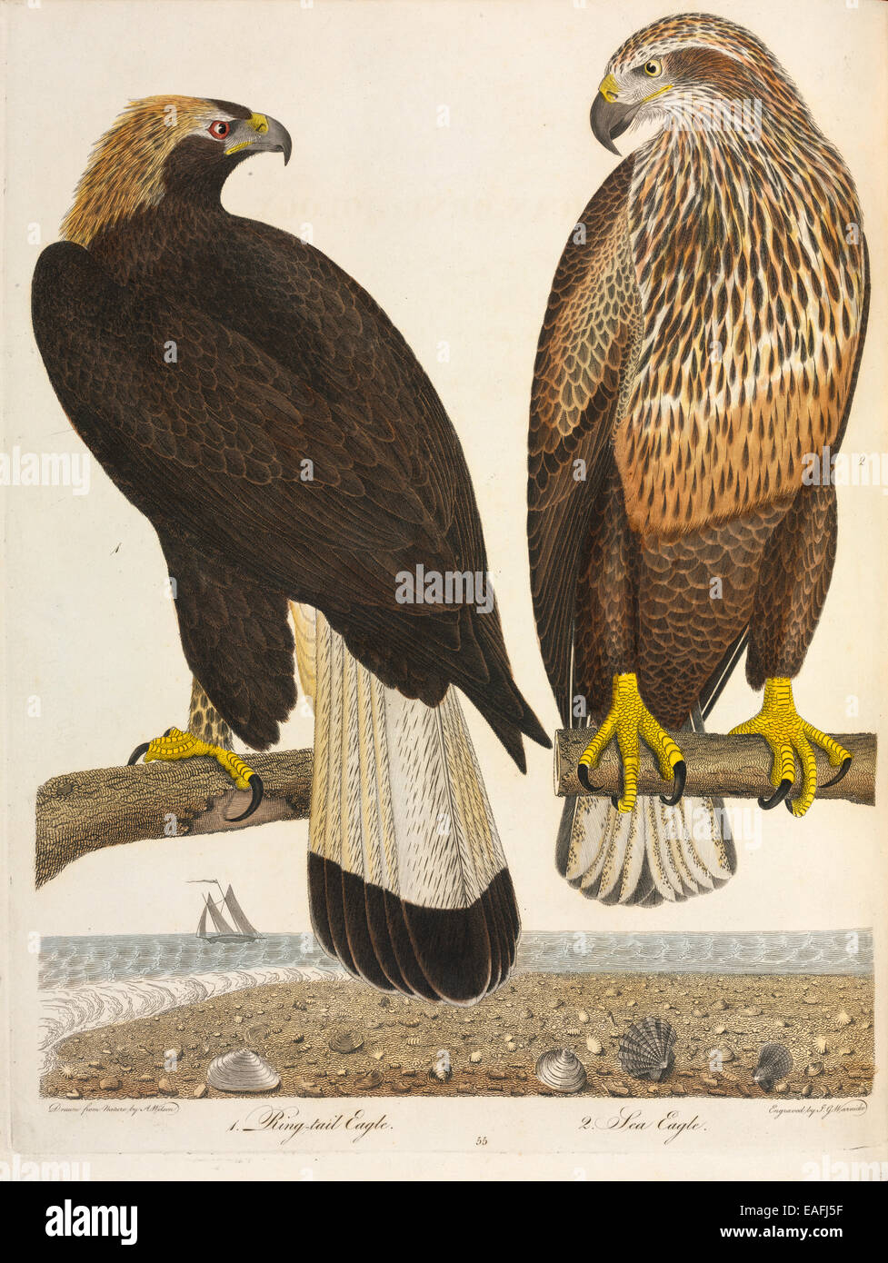 Immature Aquila chrysaetos, Golden Eagle and Haliaeetus leucocephalus, Bald Eagle Stock Photo