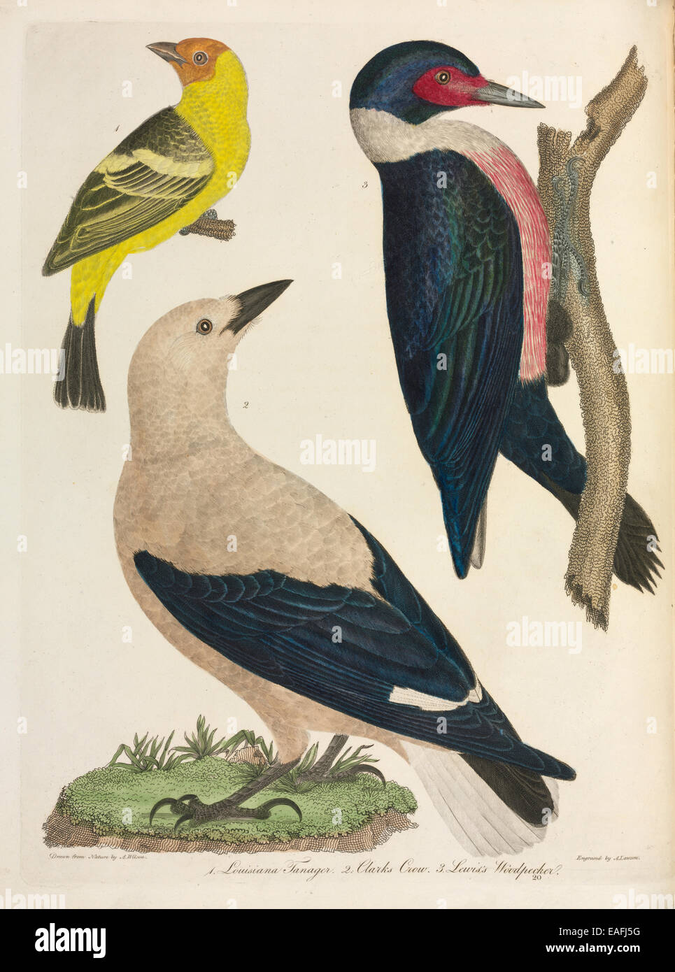 Piranga ludoviciana, Louisiana tanager; Melanerpes lewis, Lewis's Woodpecker; Nucifraga columbiana, Clark's Crow Stock Photo