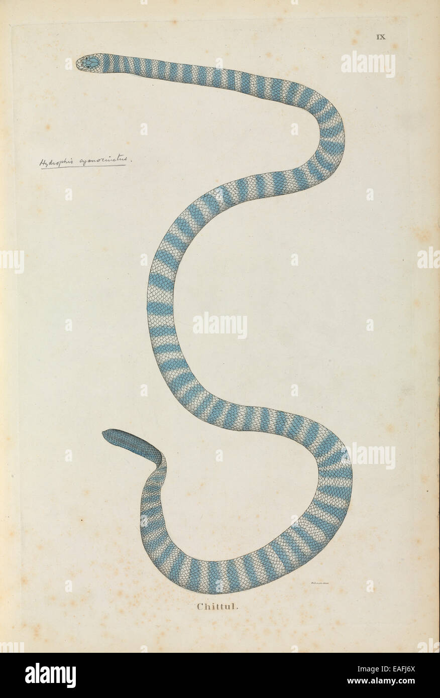Hydrophis cyanocinctus, Annulated sea snake Stock Photo