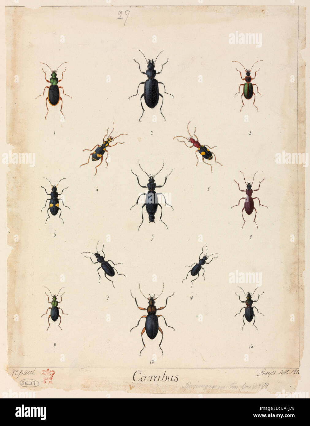 Carabus sp. beetles Stock Photo