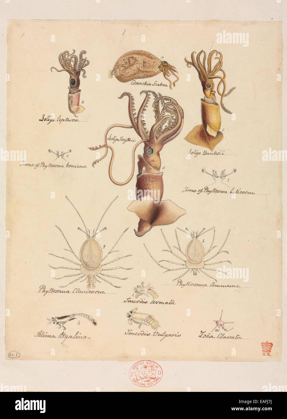 Various Mollusca and Crustacea species, including Loligo sp. squids and Phyllosoma lobsters Stock Photo