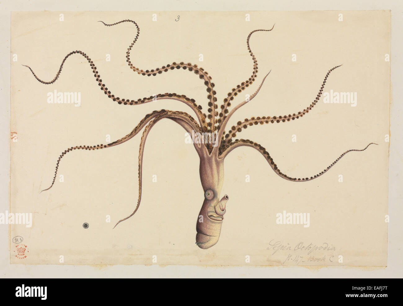 Eledone cirrhosa, Curled Octopus Stock Photo