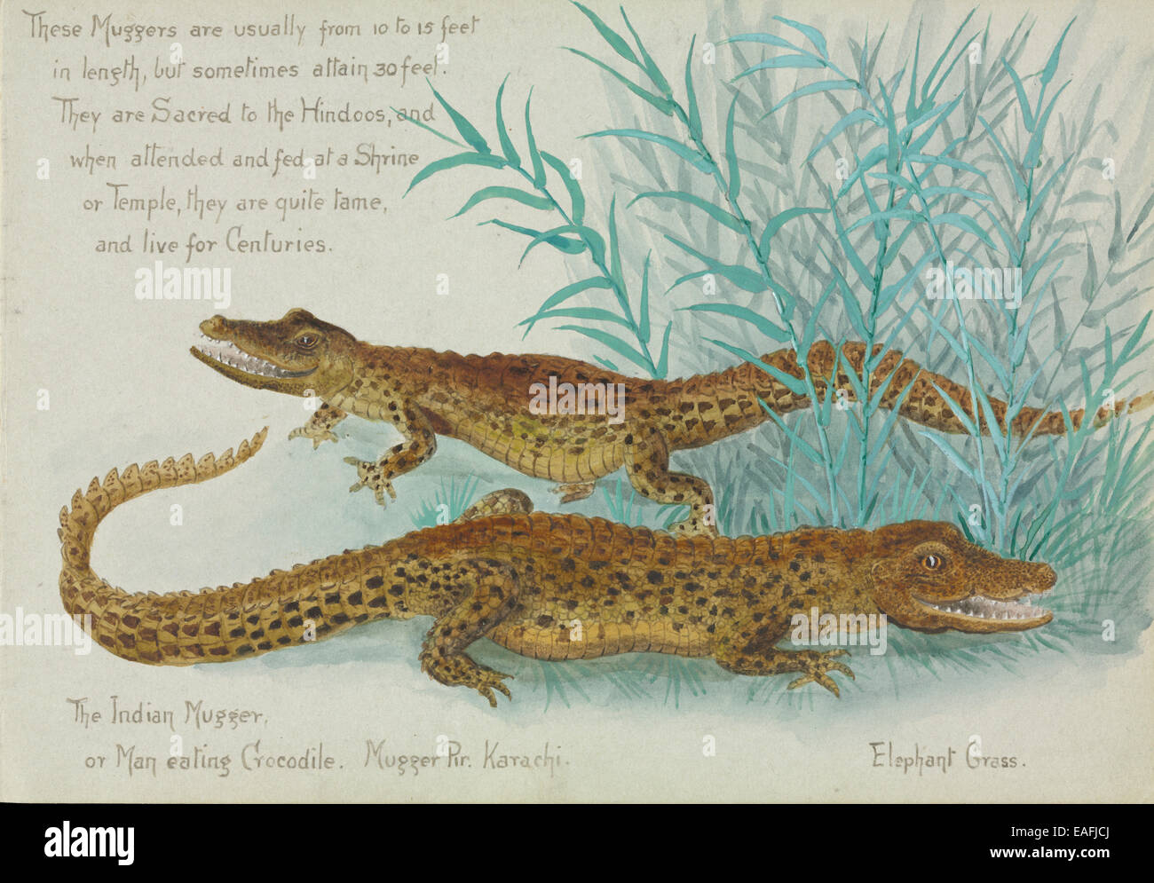 Crocodylus palnotis, Muggers Stock Photo