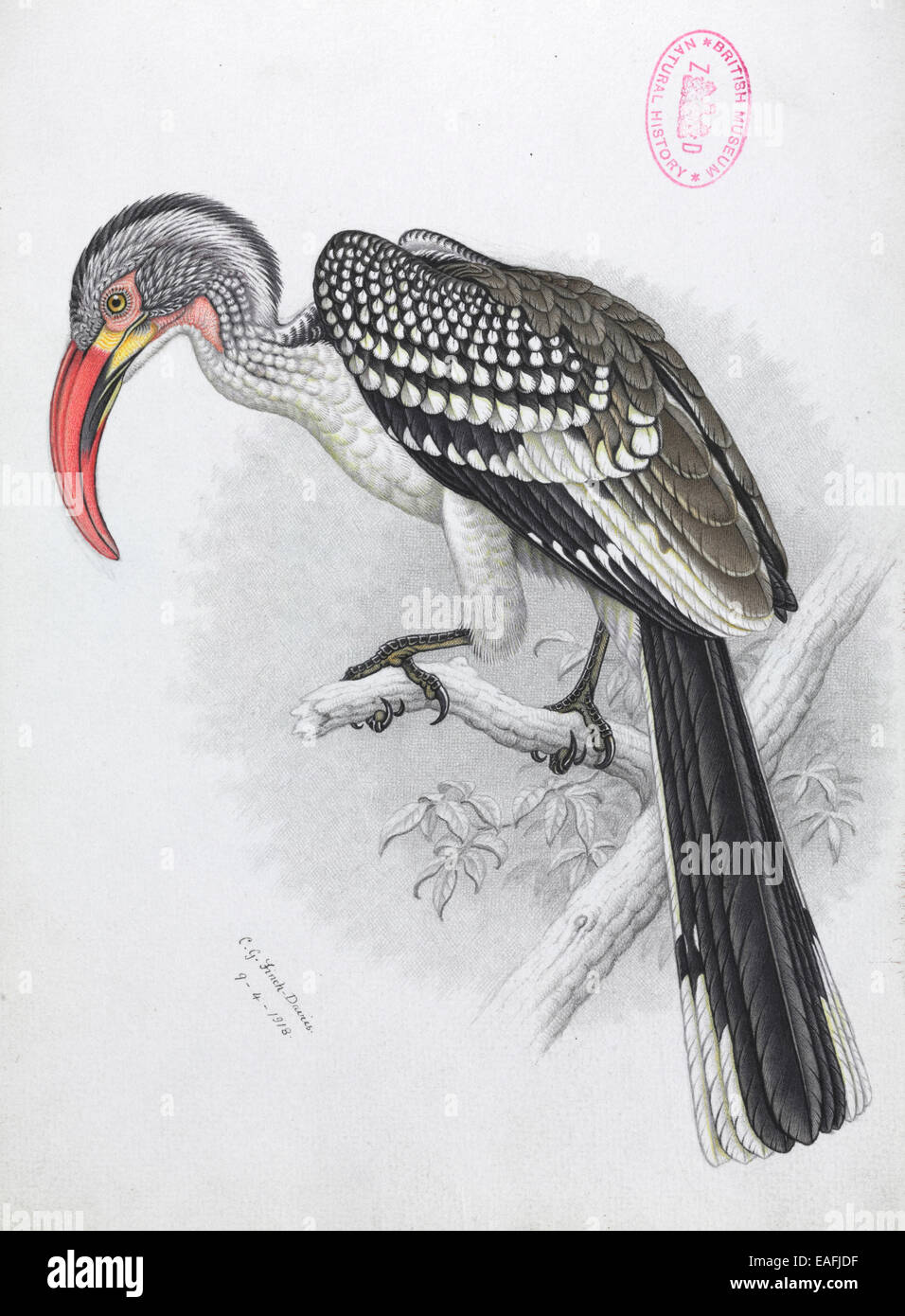 Tockus erythrorhynchus, Red-billed hornbill Stock Photo