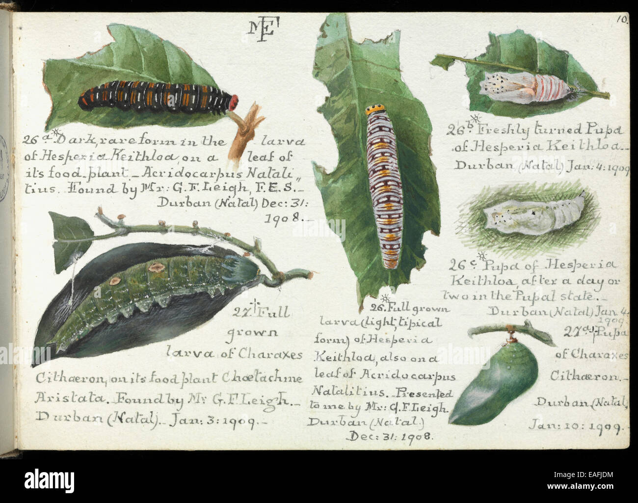 Sketchbooks of Lepidoptera by Margaret Fountaine Stock Photo