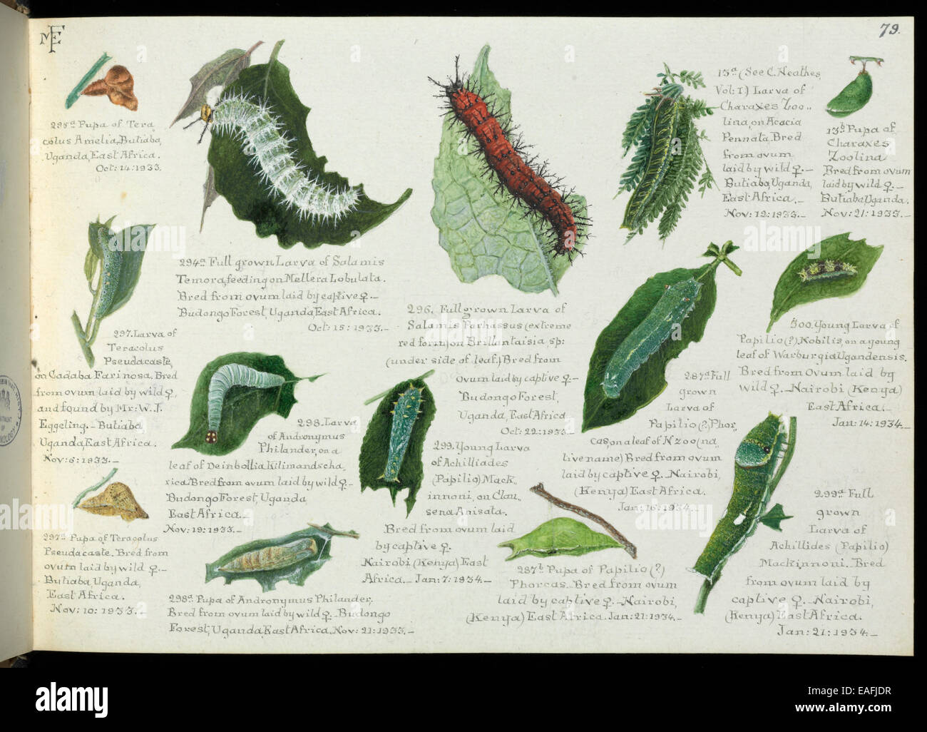 Sketchbooks of Lepidoptera by Margaret Fountaine Stock Photo