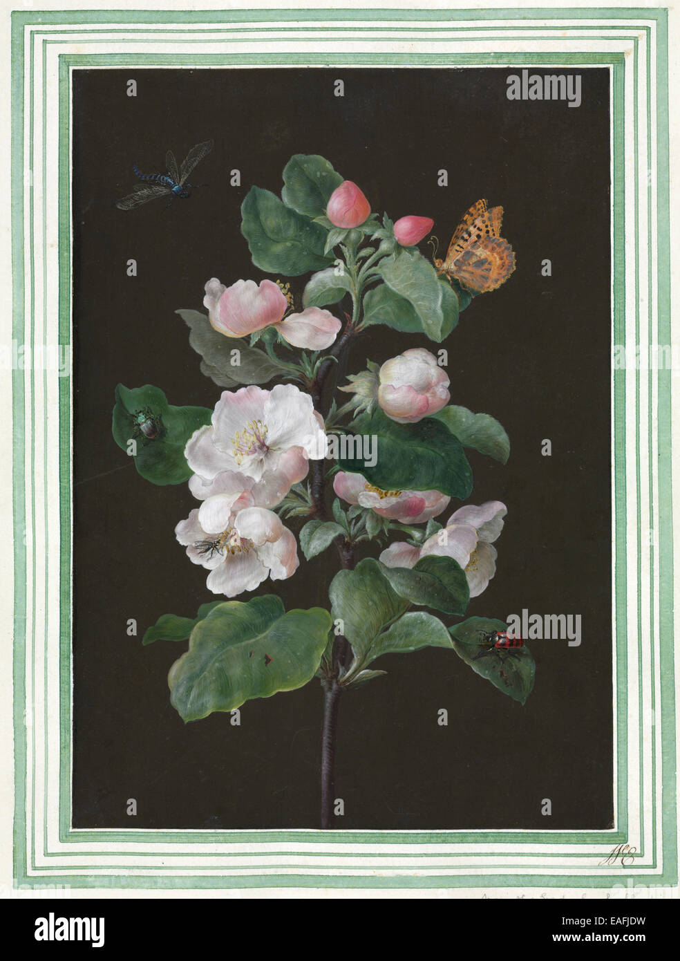 Hibiscus mutabilis, Cotton rose Stock Photo
