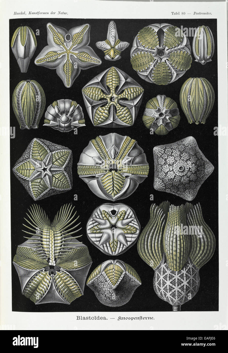 Blastoidea; various species of a type of extinct stemmed echinoderm. Stock Photo