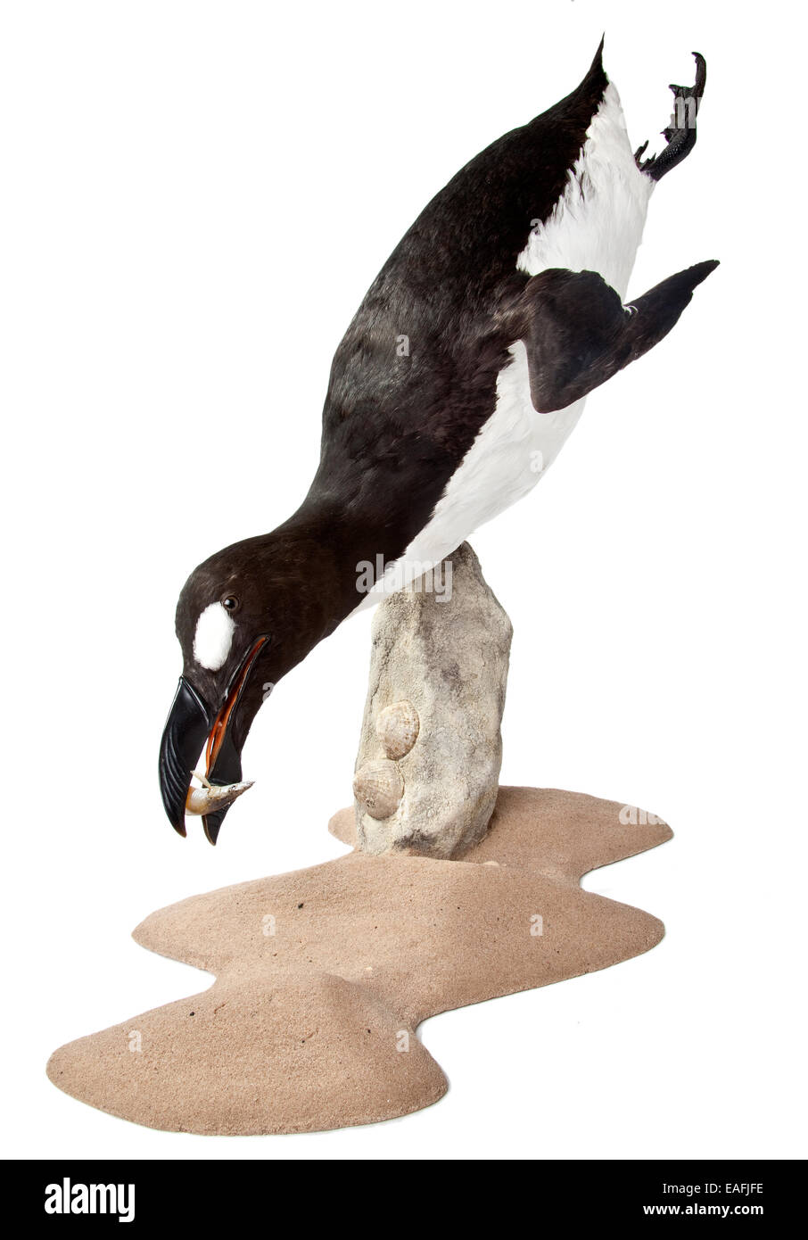 Pinguinus impennis, Great Auk Stock Photo