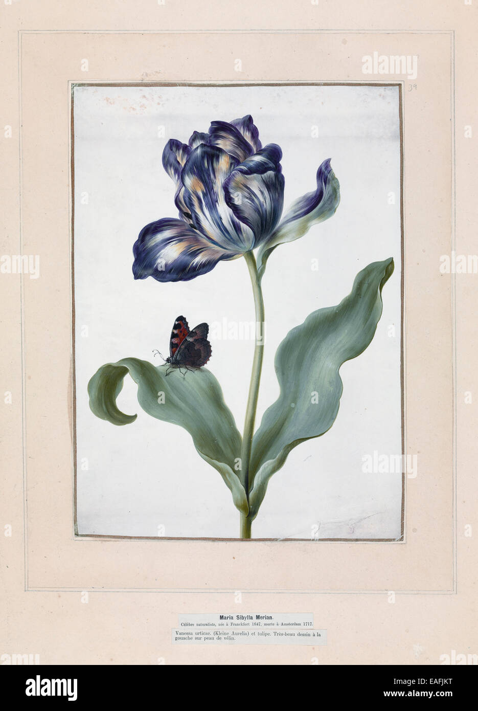 Tulipa, tulip and Aglais urticae, small tortoiseshell Stock Photo