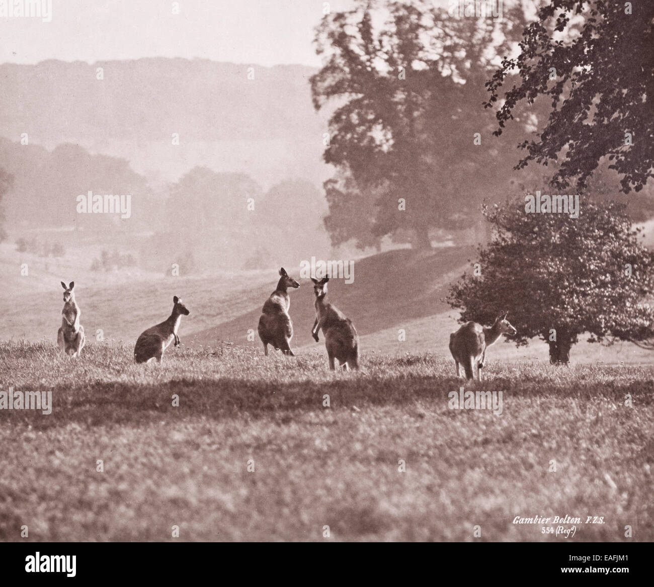 Group of Kangaroos by Gambier Bolton Stock Photo