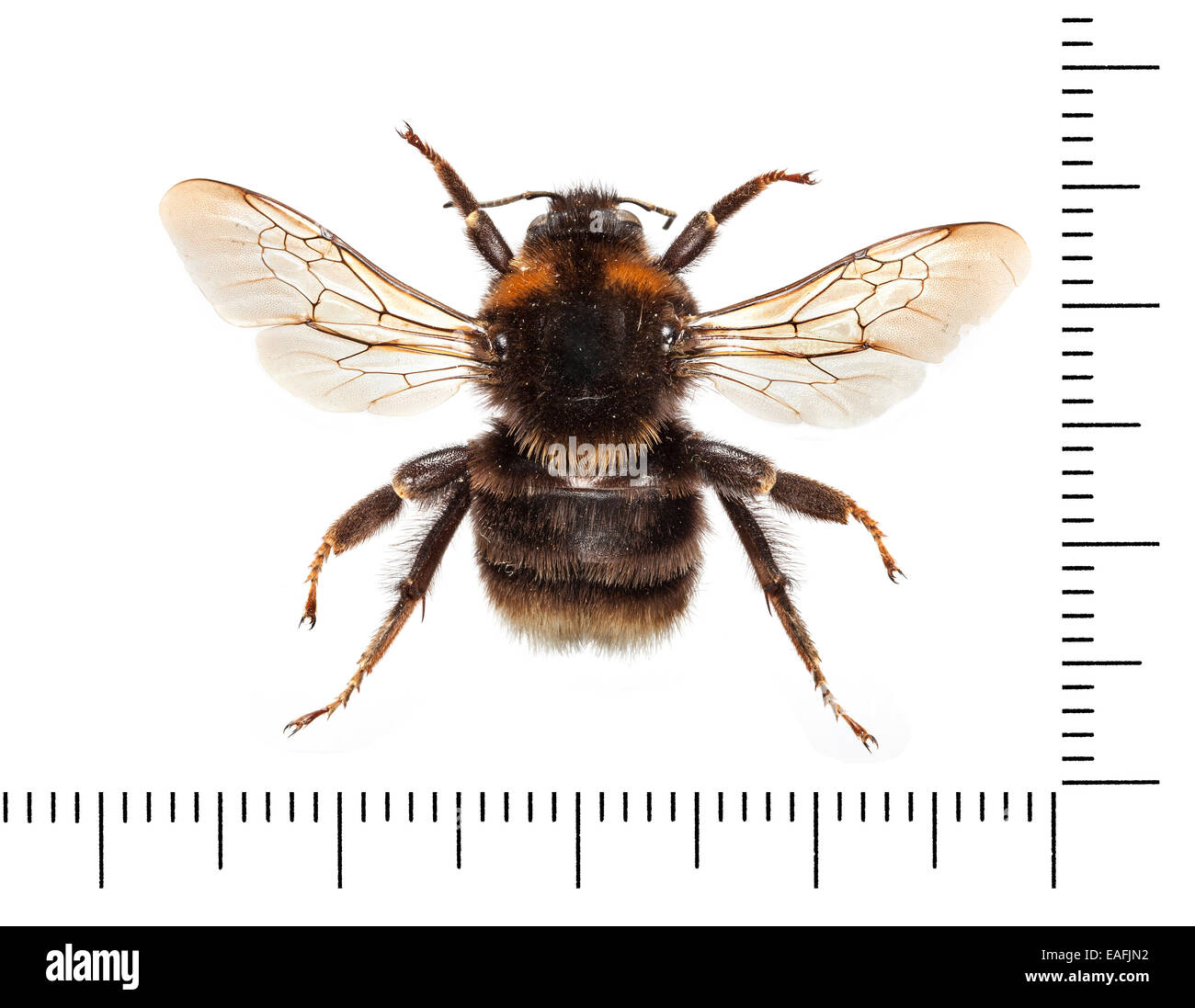 Short Haired Bumblebee Stock Photos Short Haired Bumblebee Stock