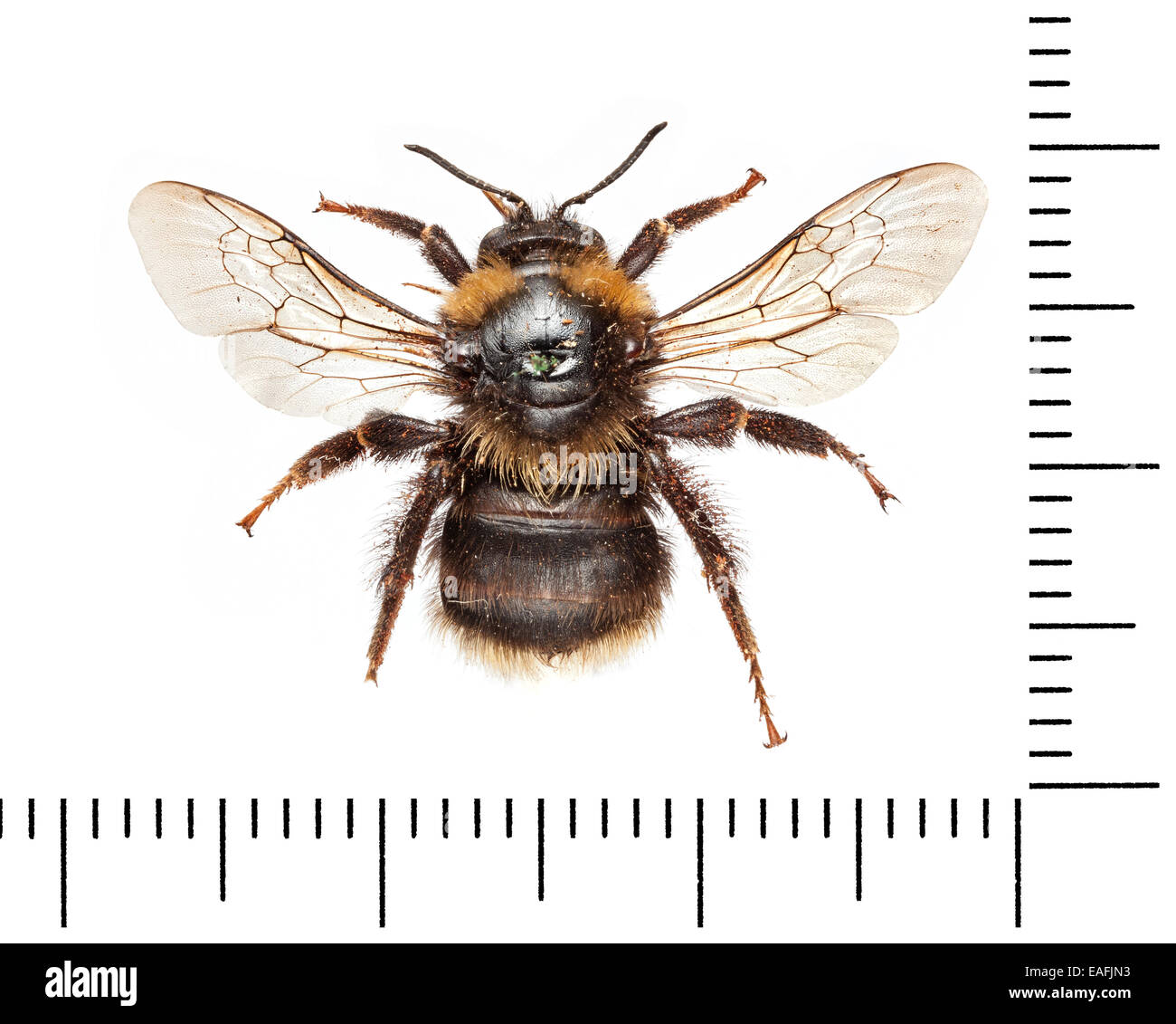 Bombus subterraneus - middle 135-136 Stock Photo