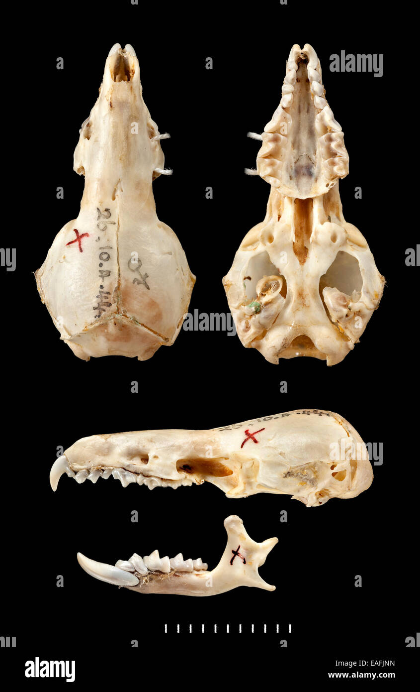 Chimarrogale varennei, dorsal, ventral Stock Photo