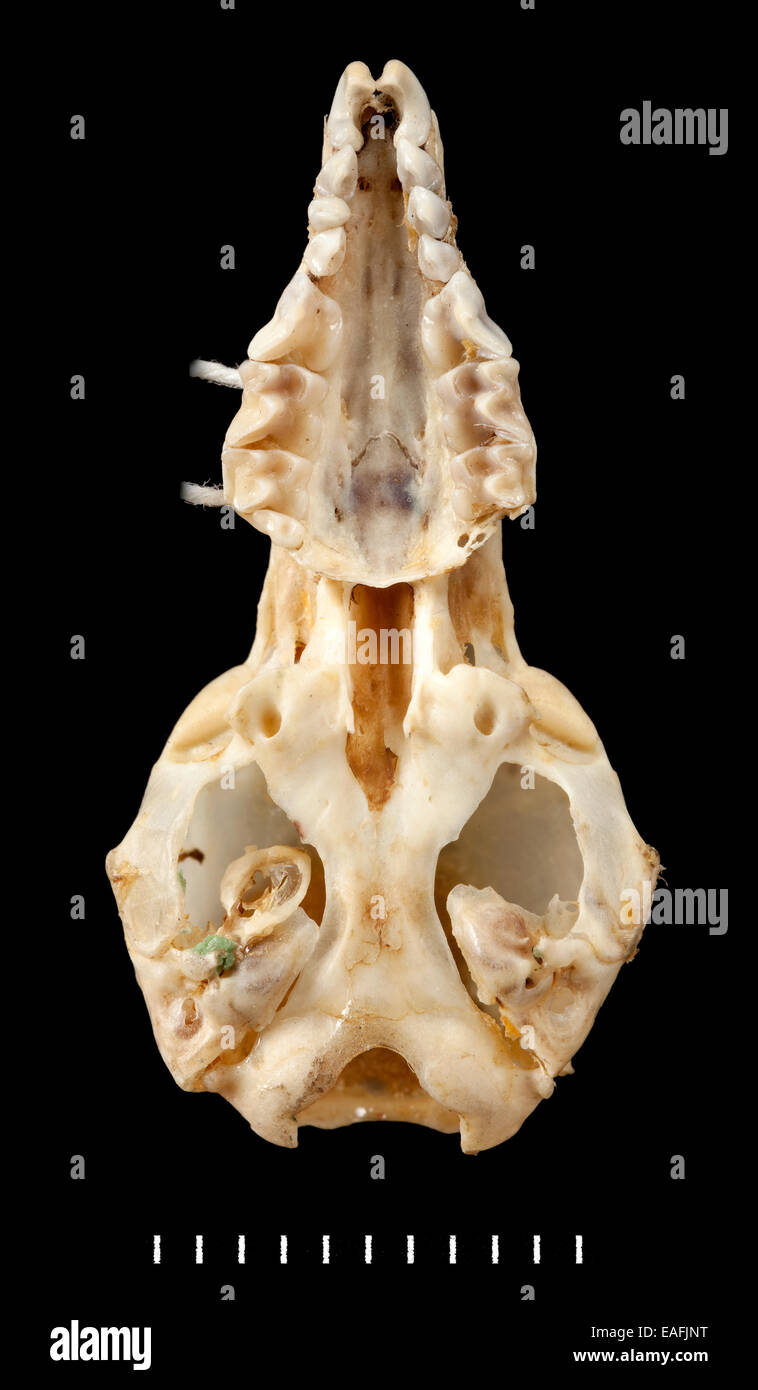 Chimarrogale varennei, ventral view Stock Photo