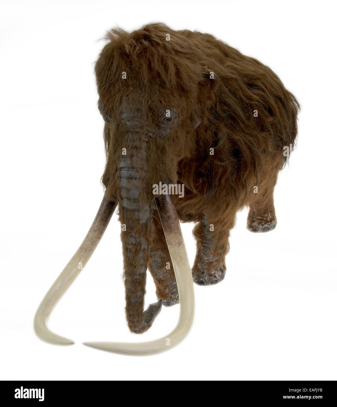 Model of the Ilford Mammoth Stock Photo
