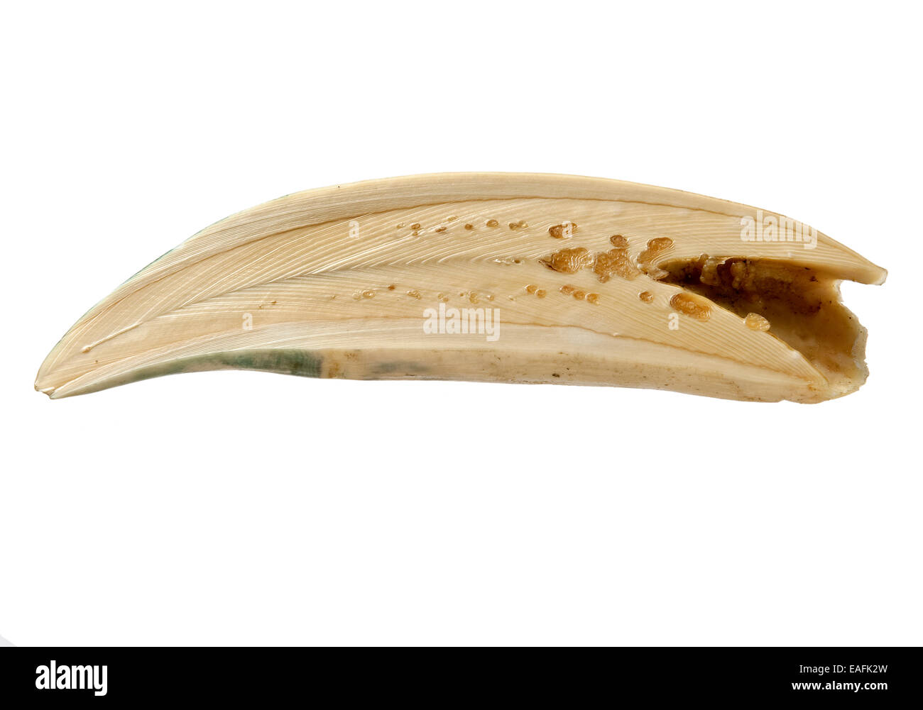 Physeter macrocephalus, Sperm whale tooth Stock Photo