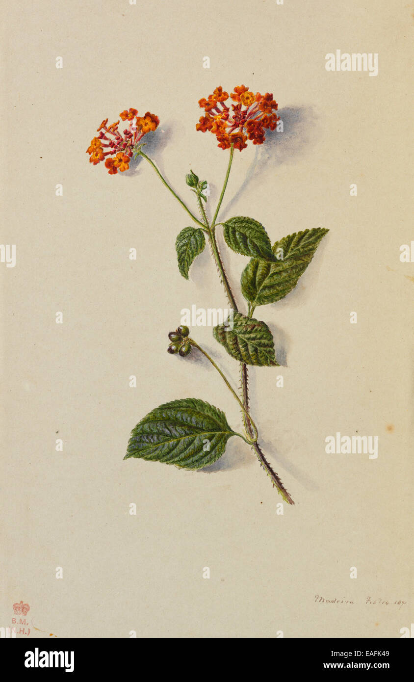 Lantana Camara Stock Photo Alamy Lantana Camara Stock Photo Alamy