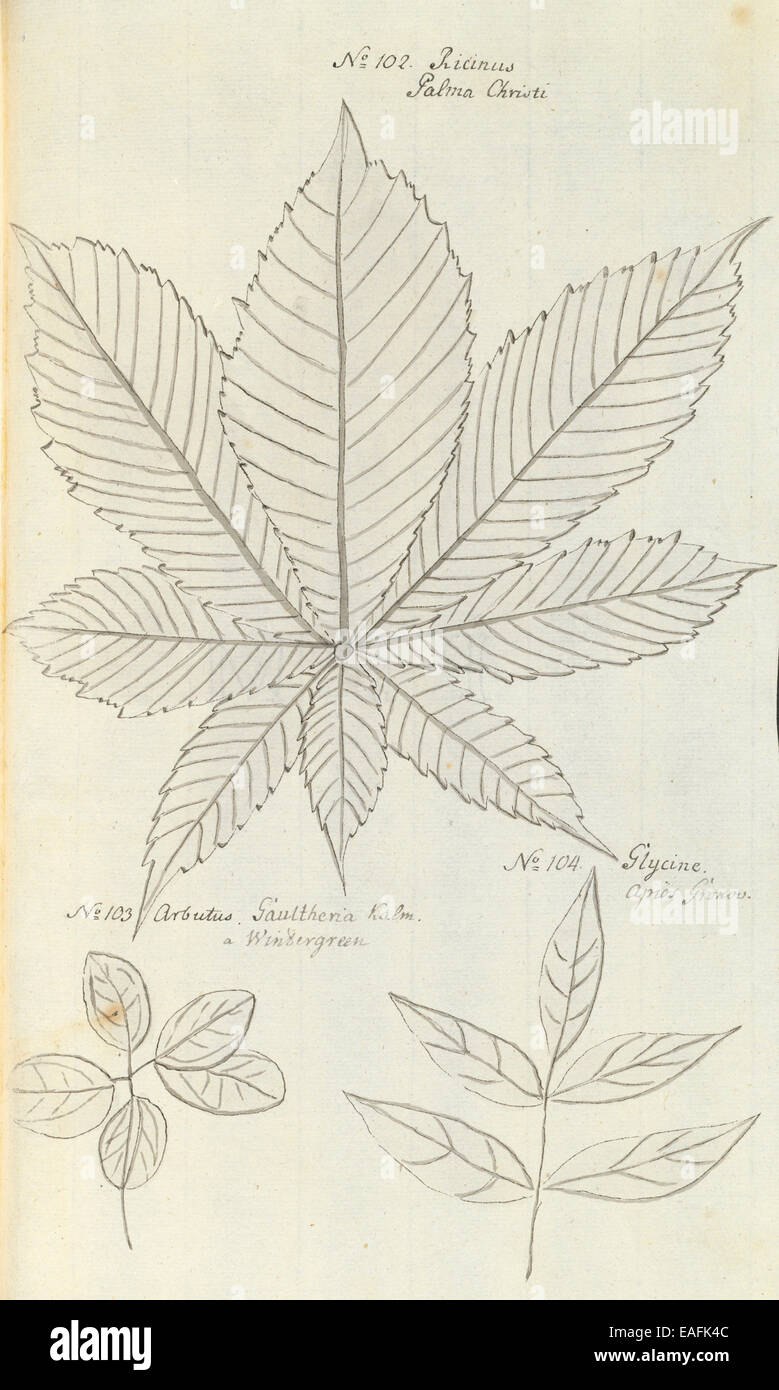 No. 102 Ricinus communis, caster oil plant; No. 103 Arbutus or Gaultheria, wintergreen; No. 104 Glycine apios, potato bean Stock Photo