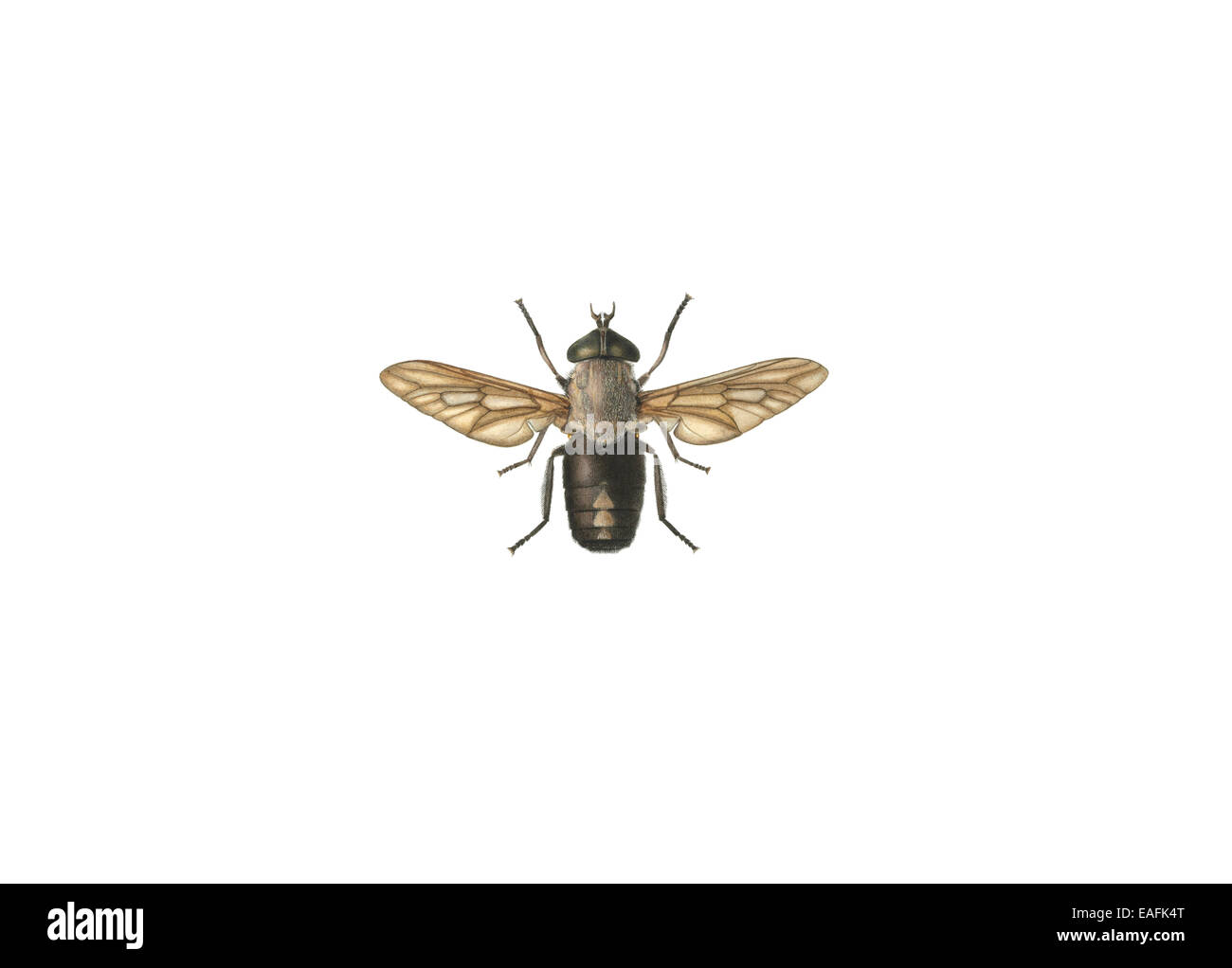 Tabanus aeneus Surcouf, horse fly Stock Photo