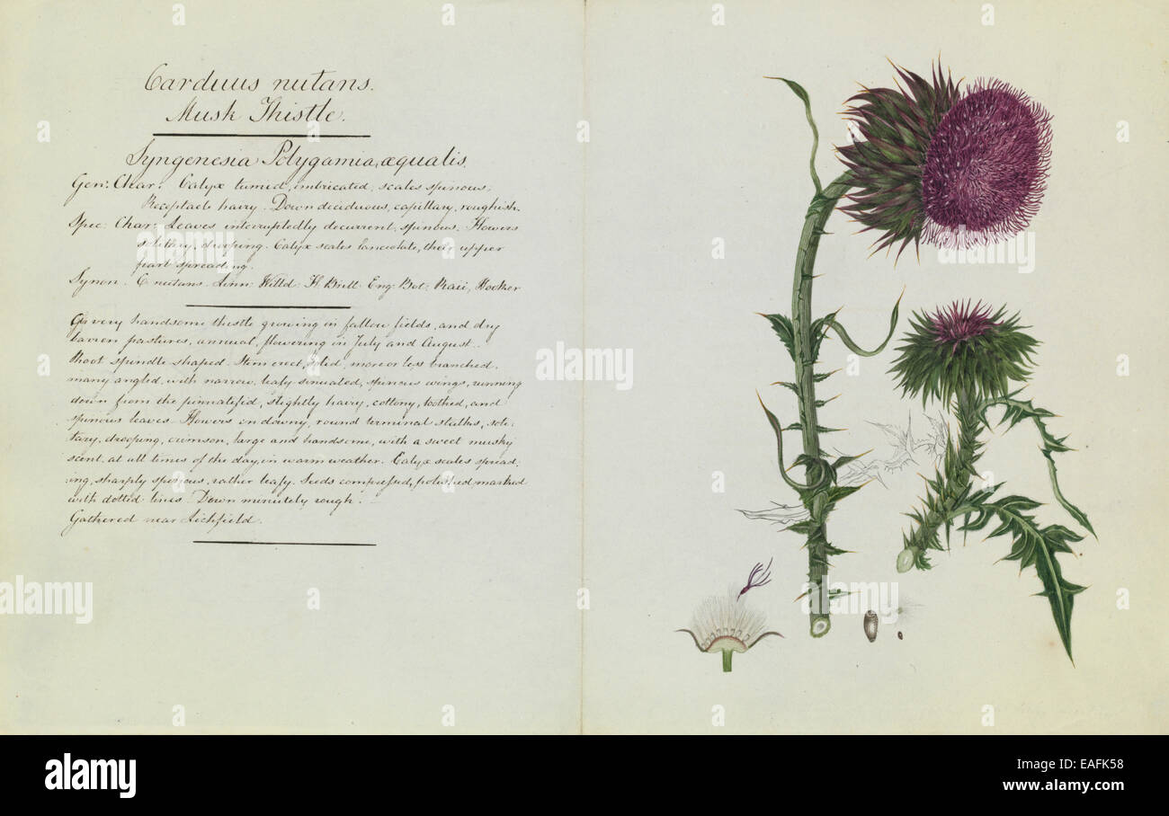 Milk Thistle Illustration