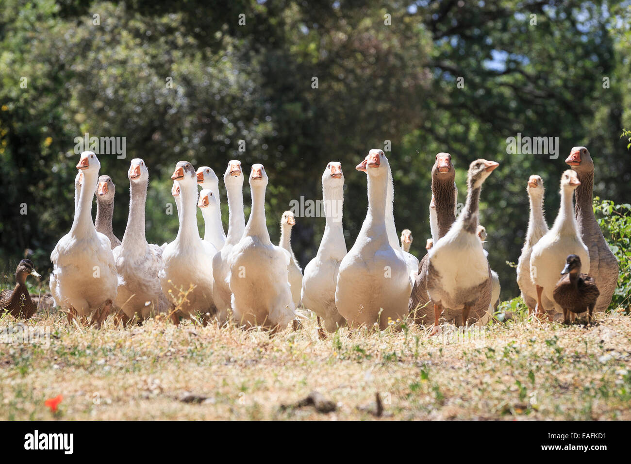 Domestic Duck Domestic Goose Mixed group of geese ducks walking Tuscany Italy Stock Photo Alamy