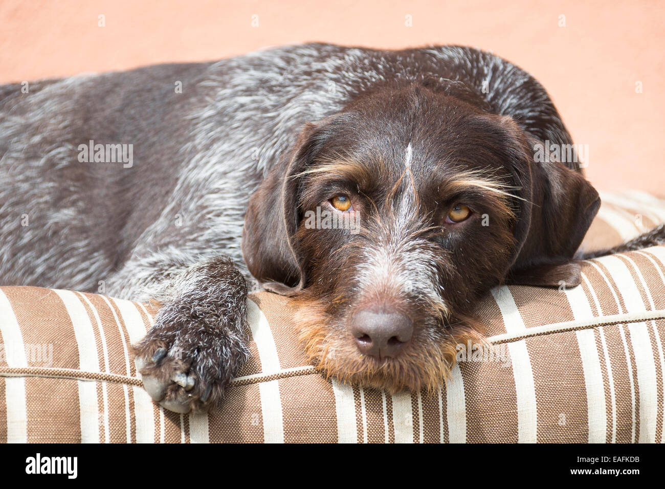 German Wirehaired Pointer Adult dog lying cushion Germany Stock Photo