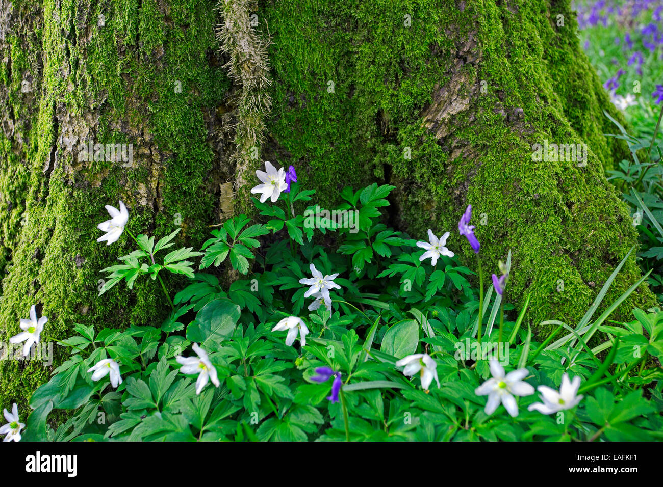 Wood Anemones and Bluebells growing on the forest floor. Stock Photo