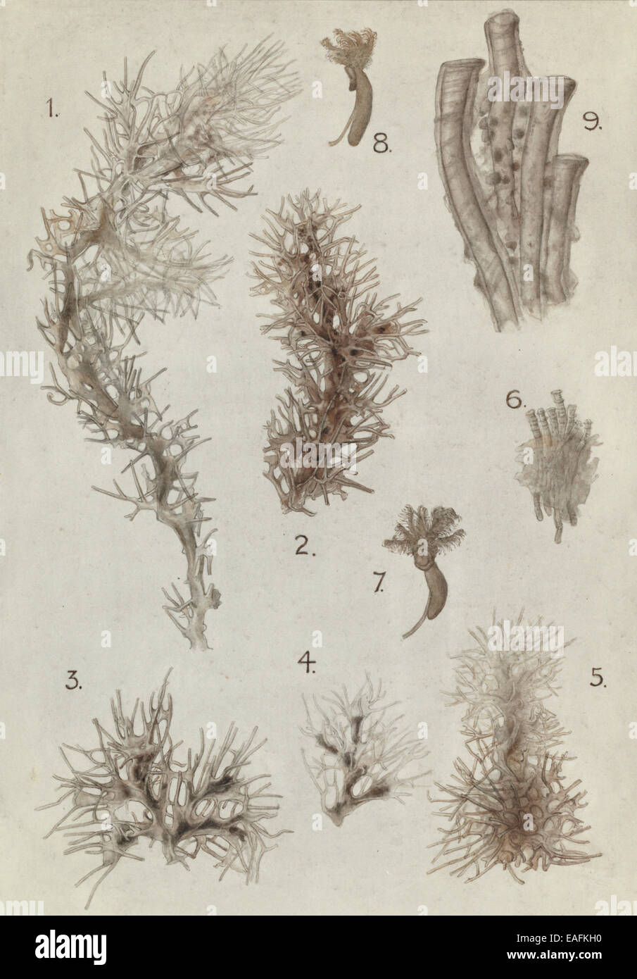 Fig. 1 - 5. Cephalodiscus hodgsoni, Form A. Fig. 6 - 8, Cephalodiscus densus.  Fig. 9, Cephalodiscus evansi. Stock Photo