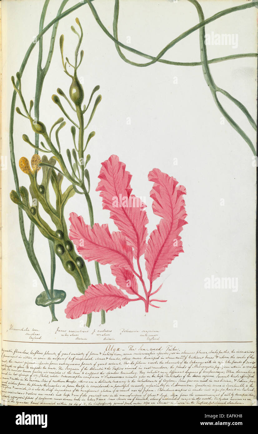 1. Himanthalia lorea; 2. Fucus vesiculosus; 3. Fucus nodosus; 4. Delesseria sanguinea, Algae Stock Photo