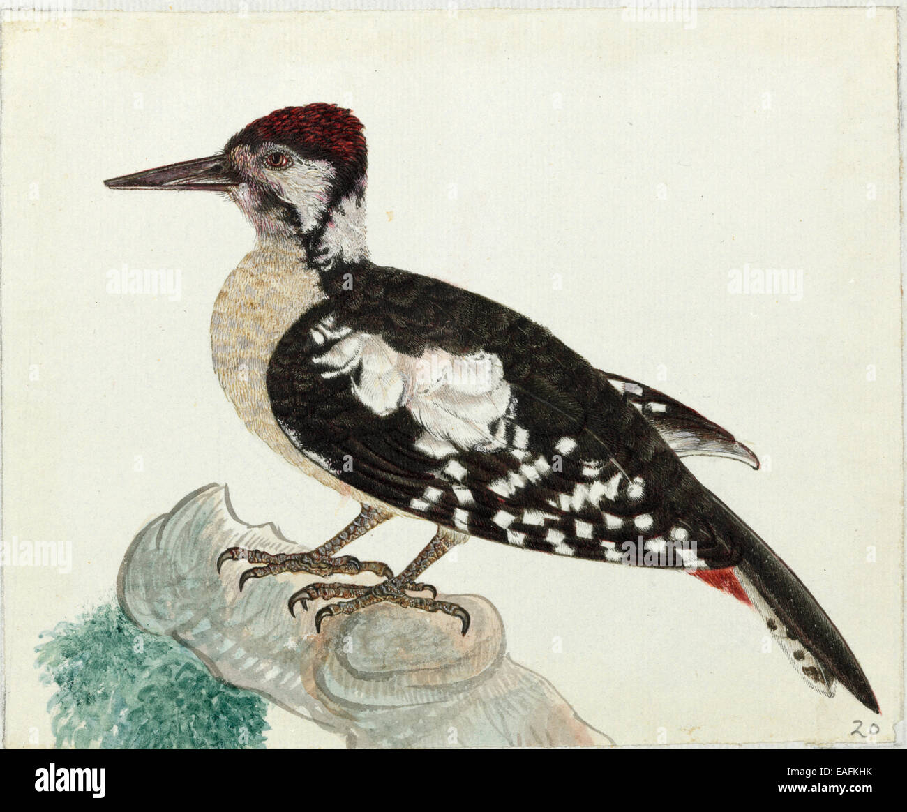 Himalyan Woodpecker, Dendrocopos himalayensis Stock Photo Alamy