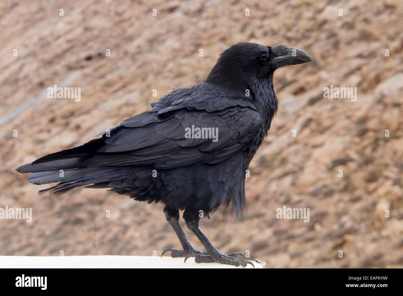 Raven perched on a ledge Stock Photo