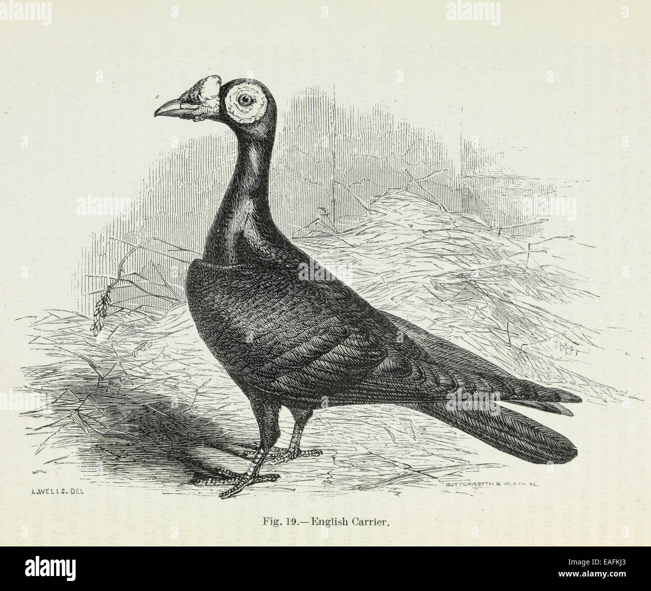 Darwin's Pigeons, English Carrier Stock Photo